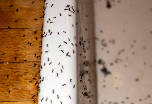 Best Pest Removal Services  in Old Bethpage, NY